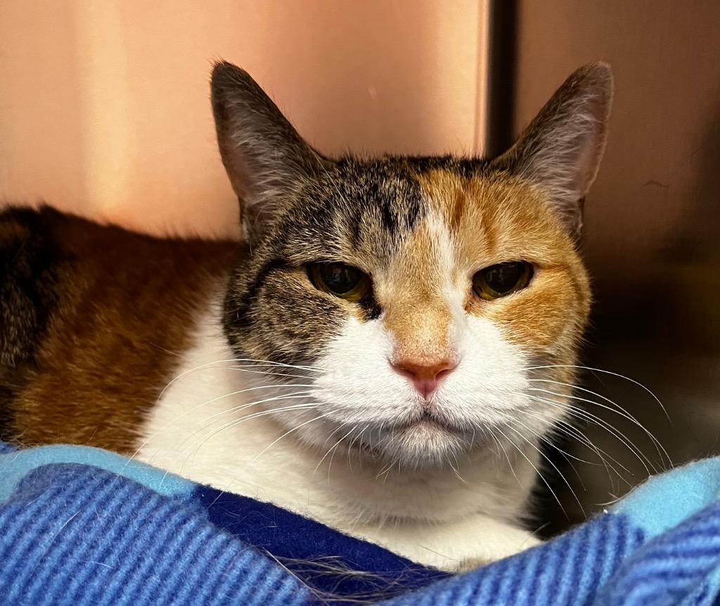 Patches, a Adoptable mixed breed in Logan, UT image 2/2