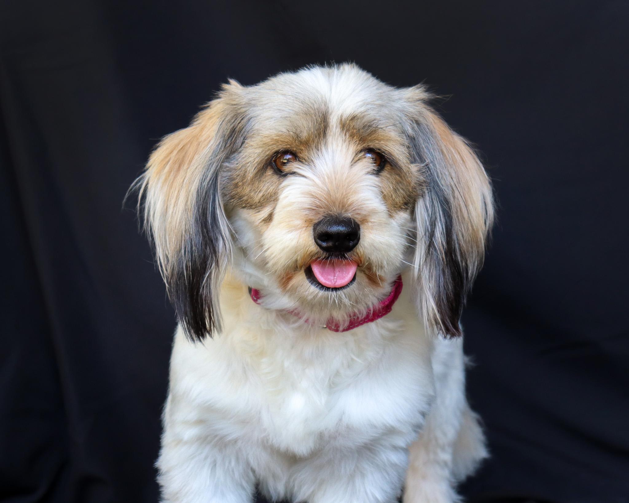 Enlarge Muffy (Adoption Pending), a Adopted mixed breed in Ocean Springs, MS image 4/4