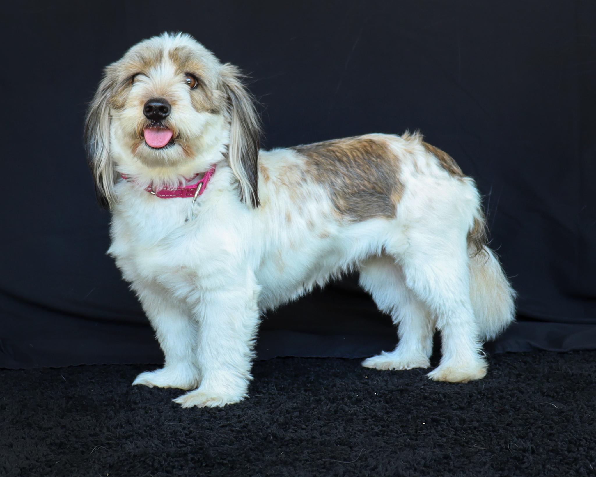 Enlarge Muffy (Adoption Pending), a Adopted mixed breed in Ocean Springs, MS image 2/4