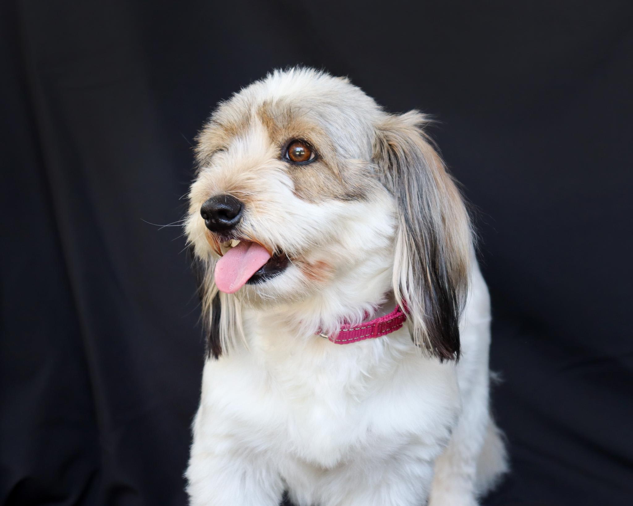 Enlarge Muffy (Adoption Pending), a Adopted mixed breed in Ocean Springs, MS image 3/4
