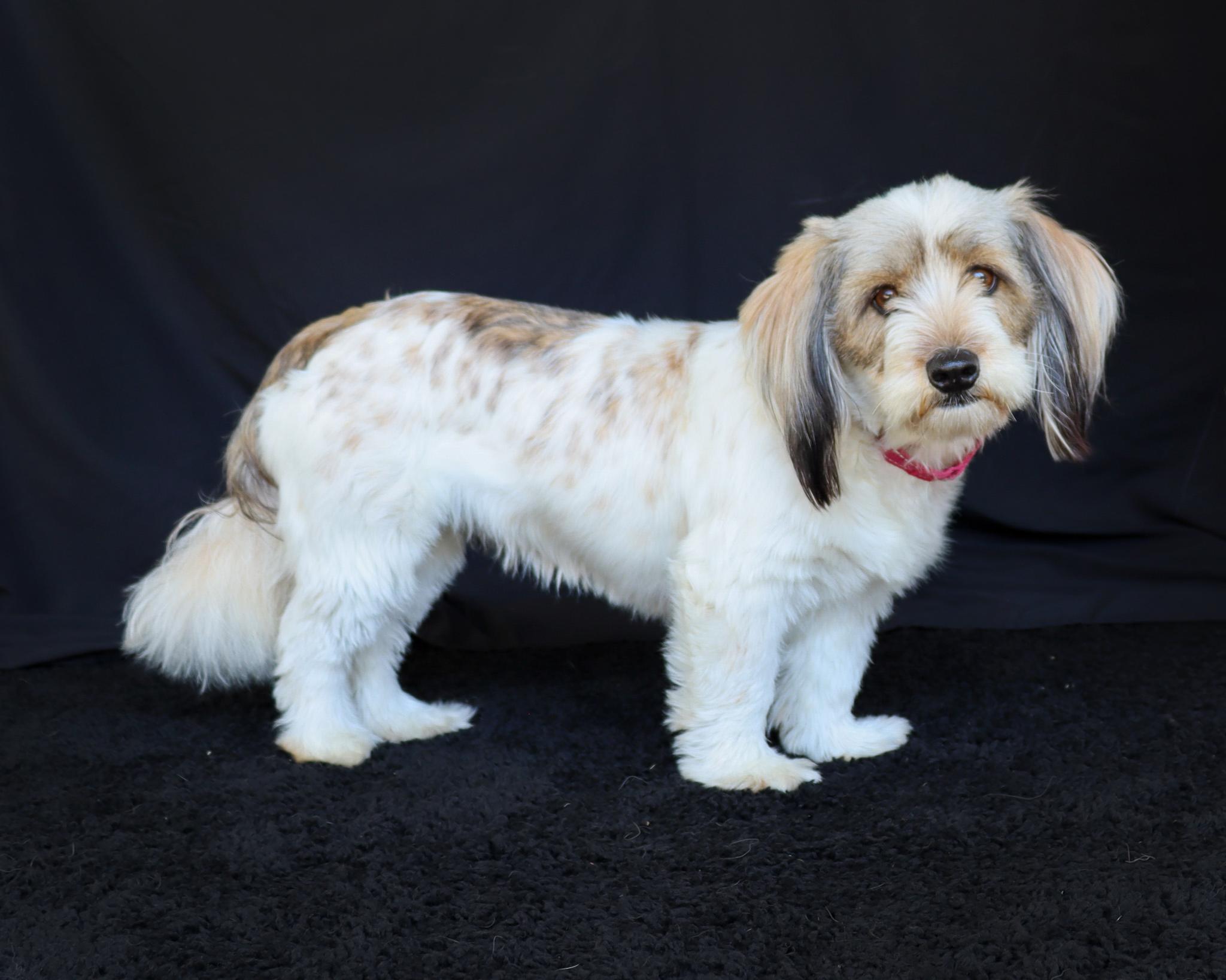 Muffy (Adoption Pending), Adoptable, Puppy Female Lhasa Apso.