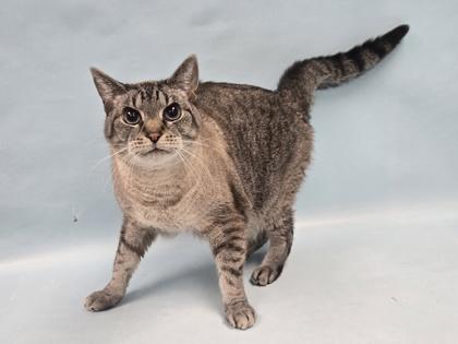 Enlarge Kiki, a Adoptable mixed breed in Coon Rapids, MN image 1/1