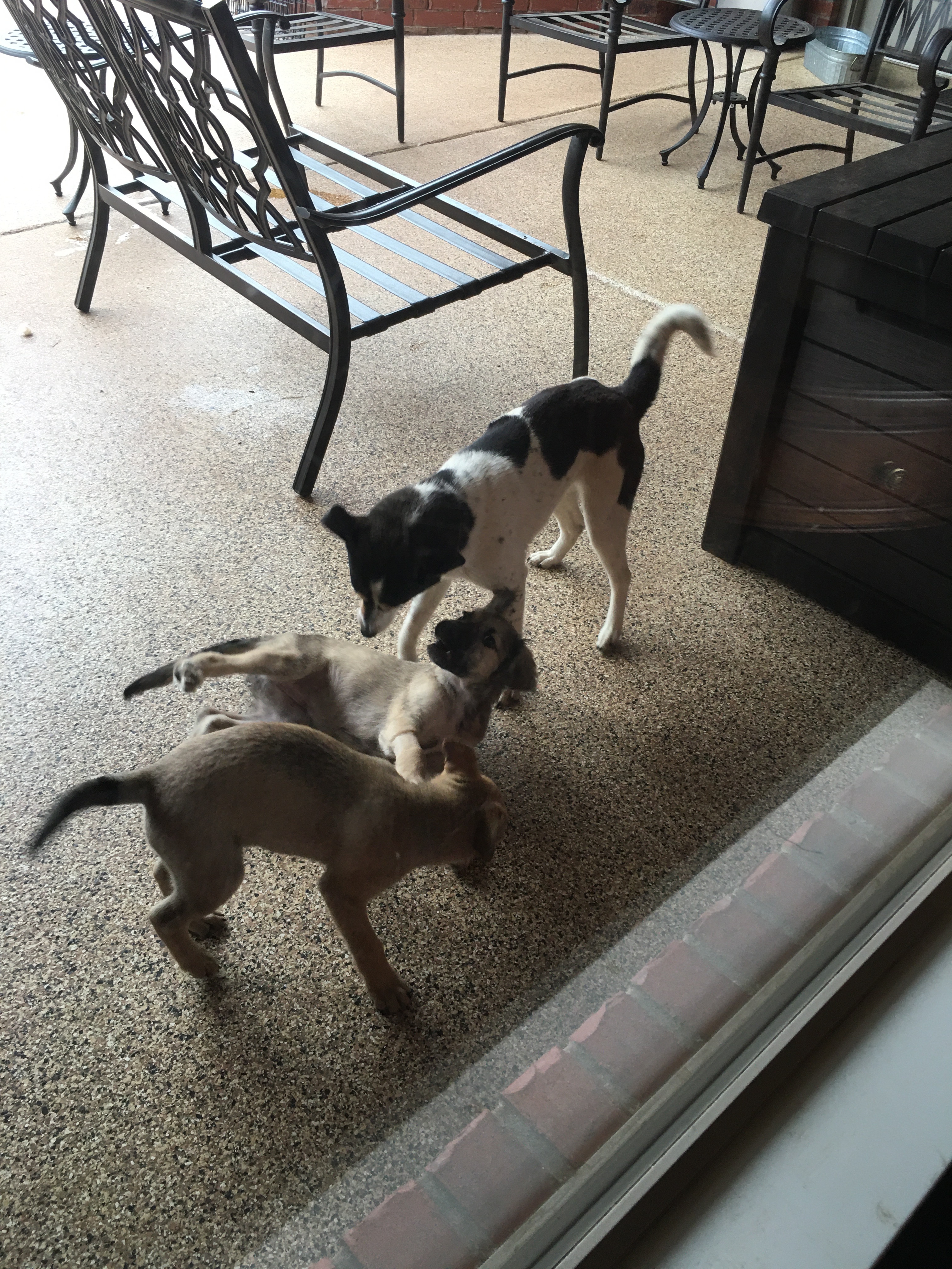 Bleu Okie, Adoptable, Puppy Female Australian Shepherd & Siberian Husky.