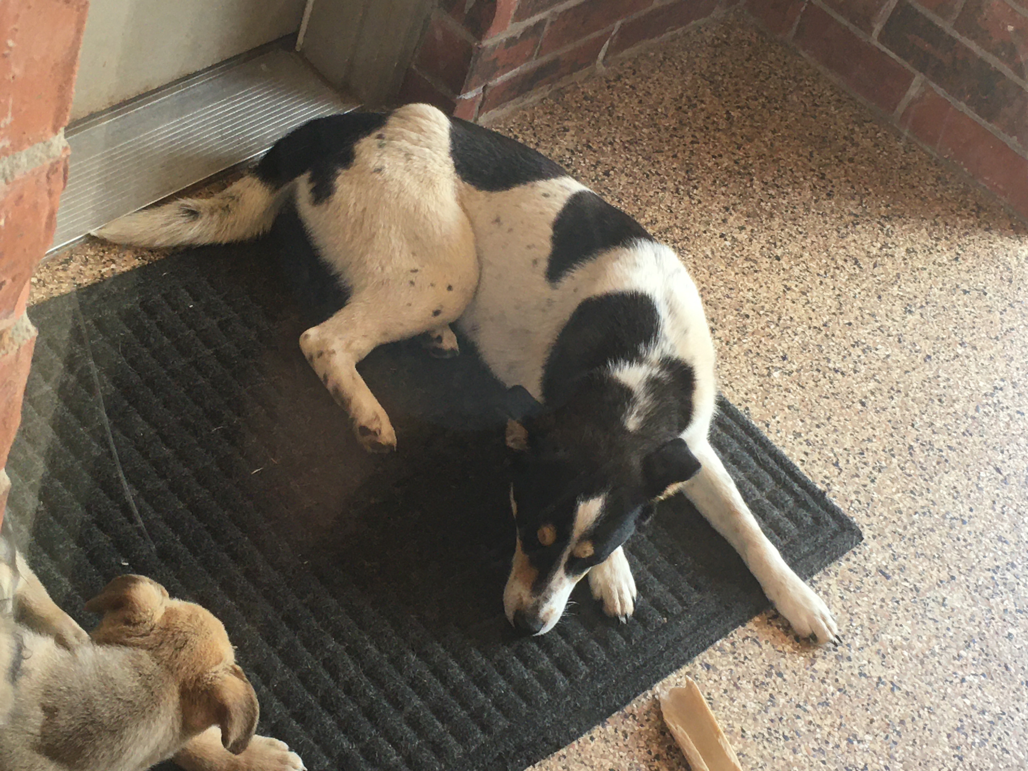 Bleu Okie, a Adoptable mixed breed in Belleville, NJ image 3/5