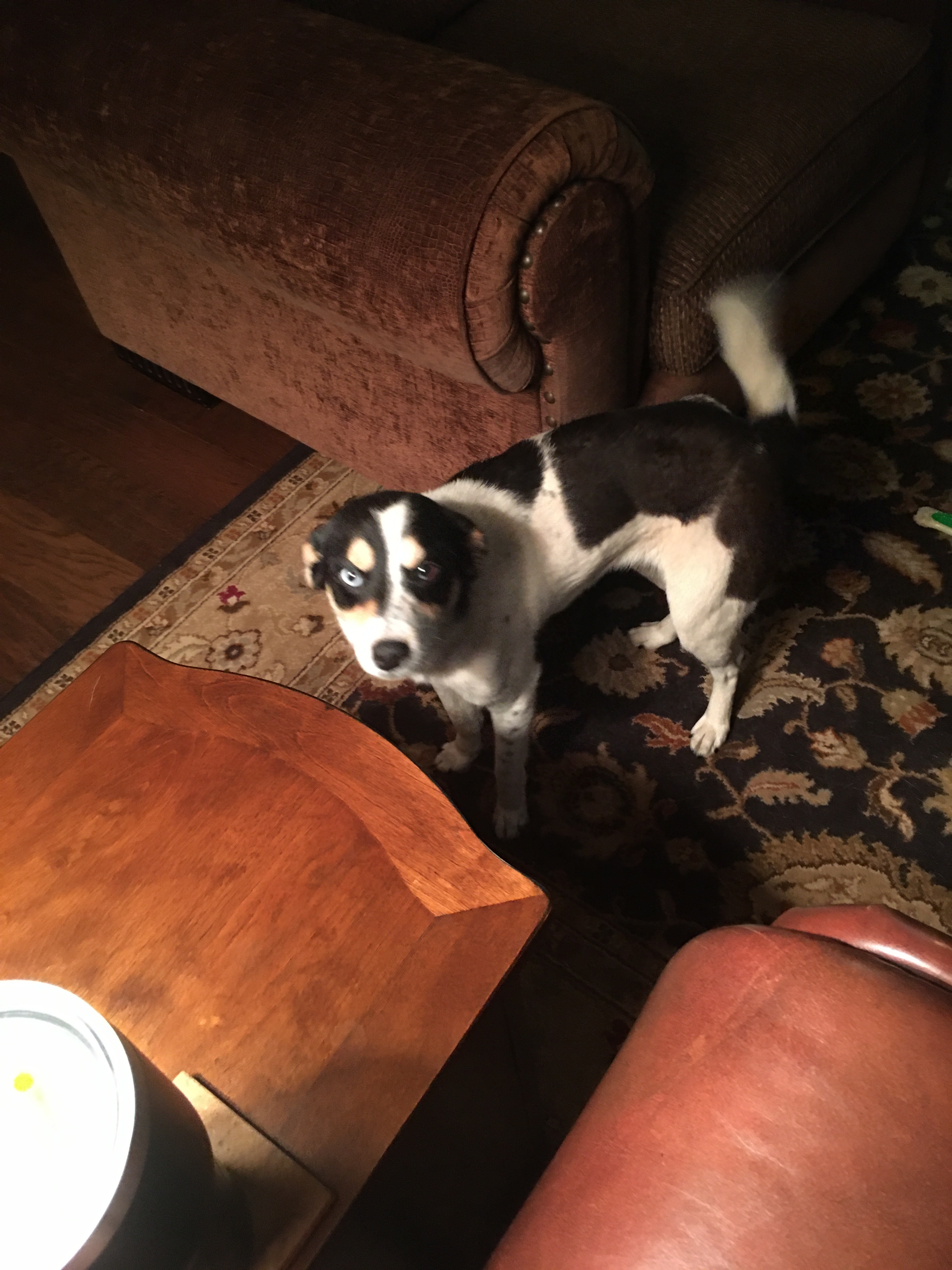 Bleu Okie, a Adoptable mixed breed in Belleville, NJ image 4/5