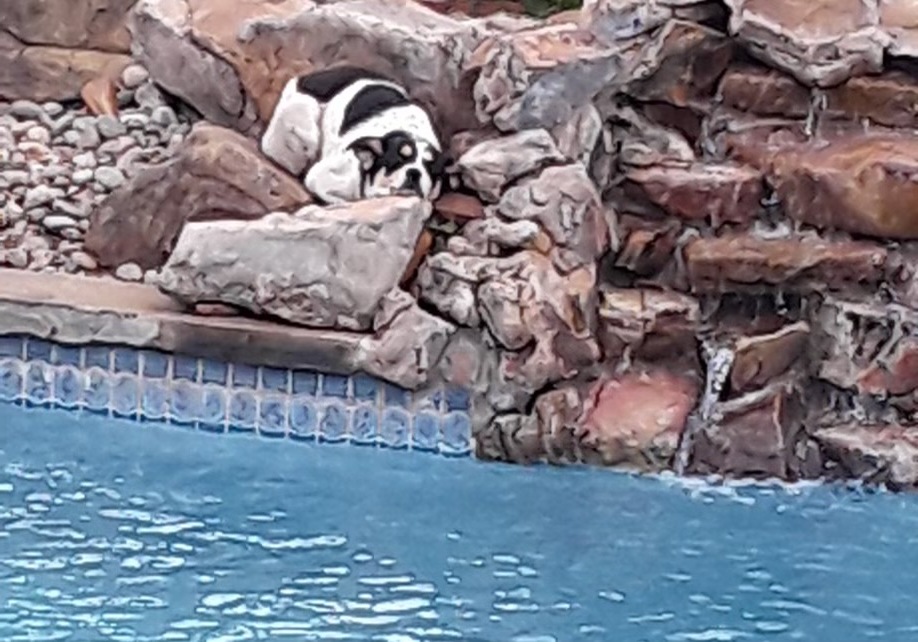 Bleu Okie, a Adoptable mixed breed in Belleville, NJ image 5/5