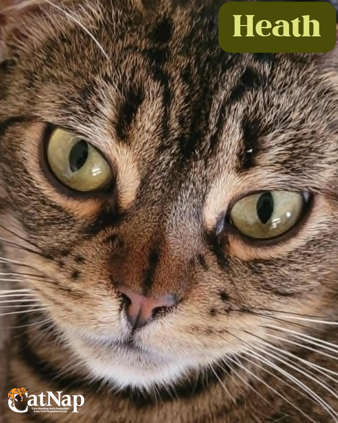 Heath, ADOPTABLE, Adult Male Domestic Short Hair.