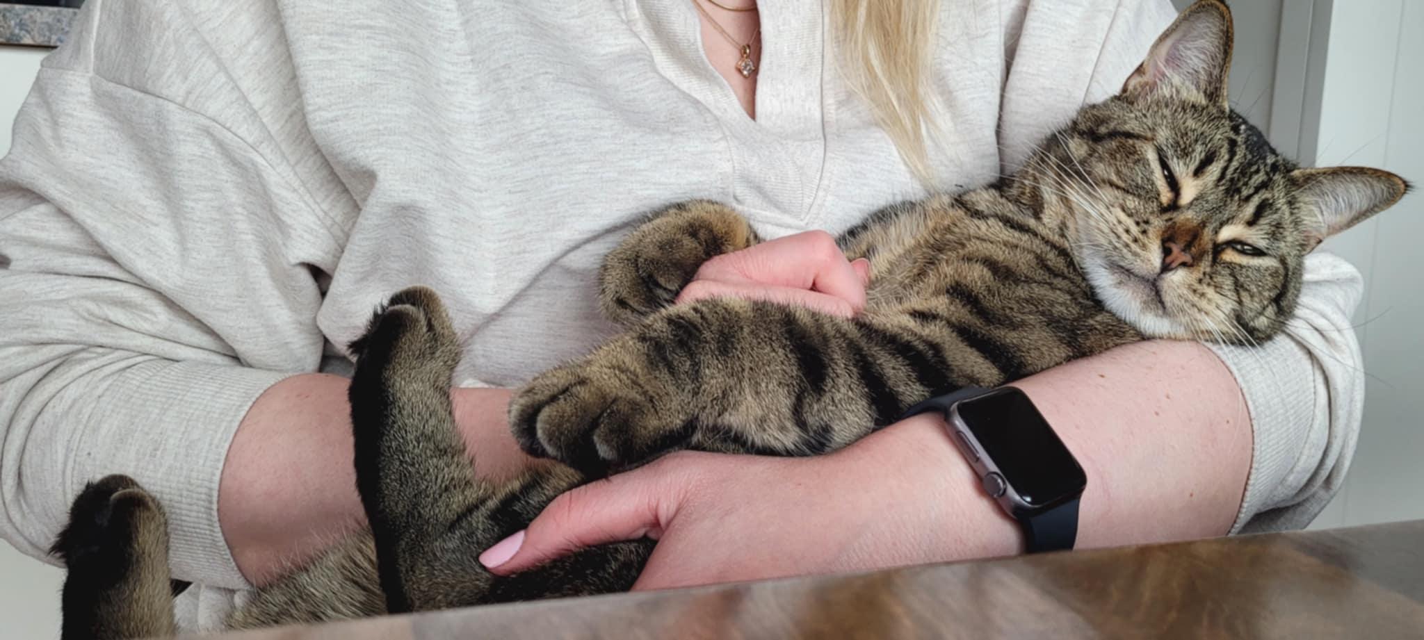 Enlarge Heath, a ADOPTABLE Domestic Short Hair in Nanaimo, BC image 2/4