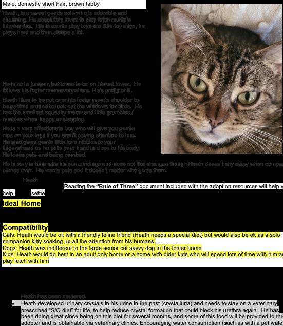Enlarge Heath, a ADOPTABLE Domestic Short Hair in Nanaimo, BC image 4/4