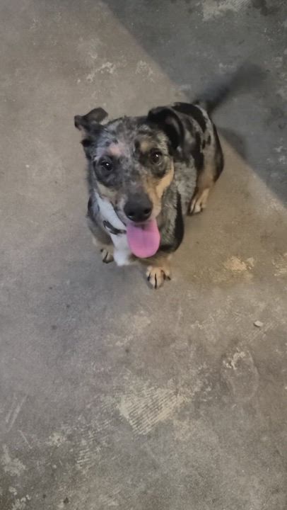 Enlarge Robbie, a Adopted Dachshund in Temple, TX video 3/5