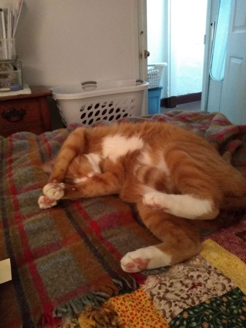 Jute **Heart condition, Adoptable, Adult Male Domestic Short Hair.