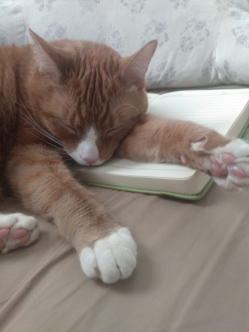 Enlarge Jute **Heart condition, a Adoptable Domestic Short Hair in Shippensburg, PA image 2/4