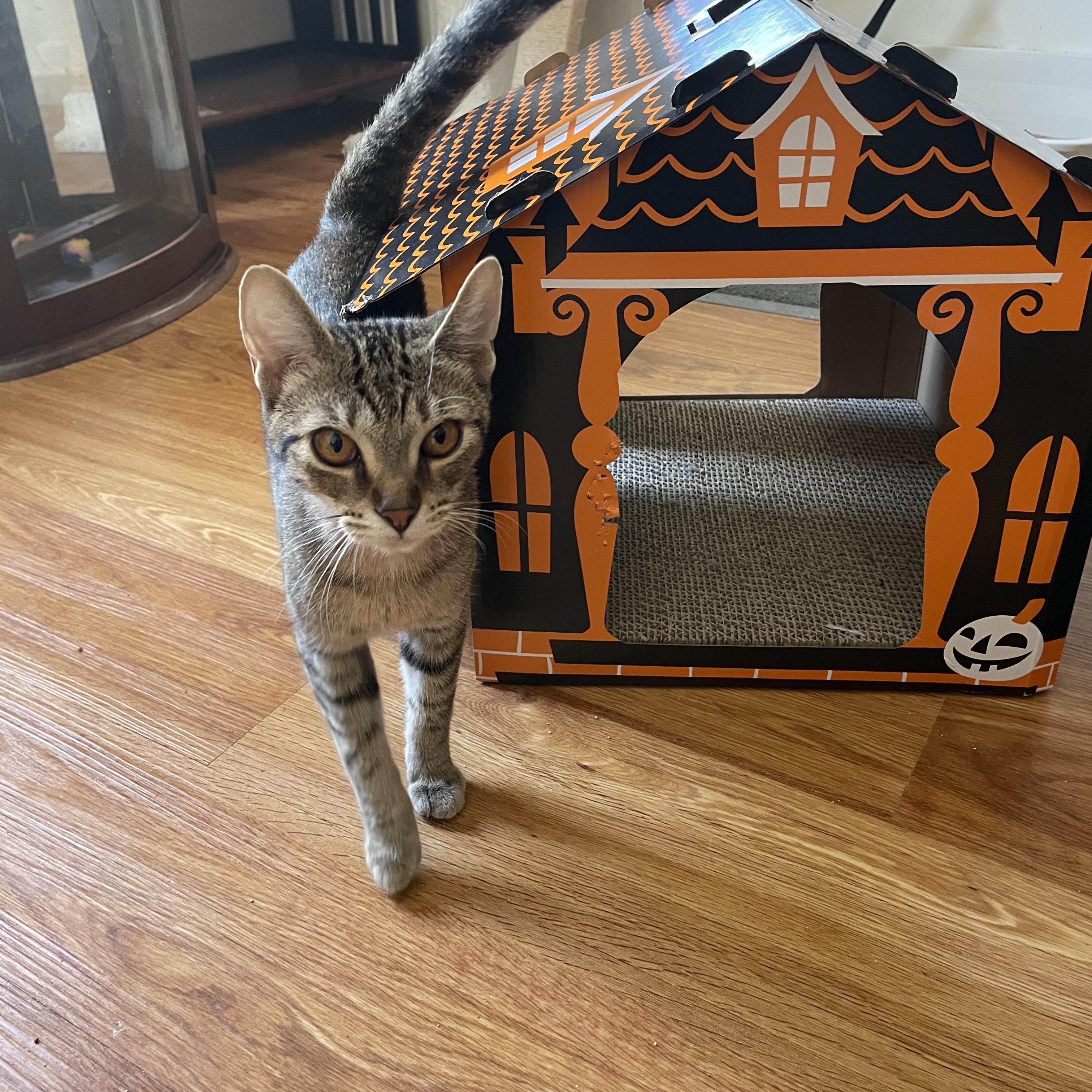 Enlarge Peach, a Adoptable Tabby in Crystal Lake, IL image 4/4