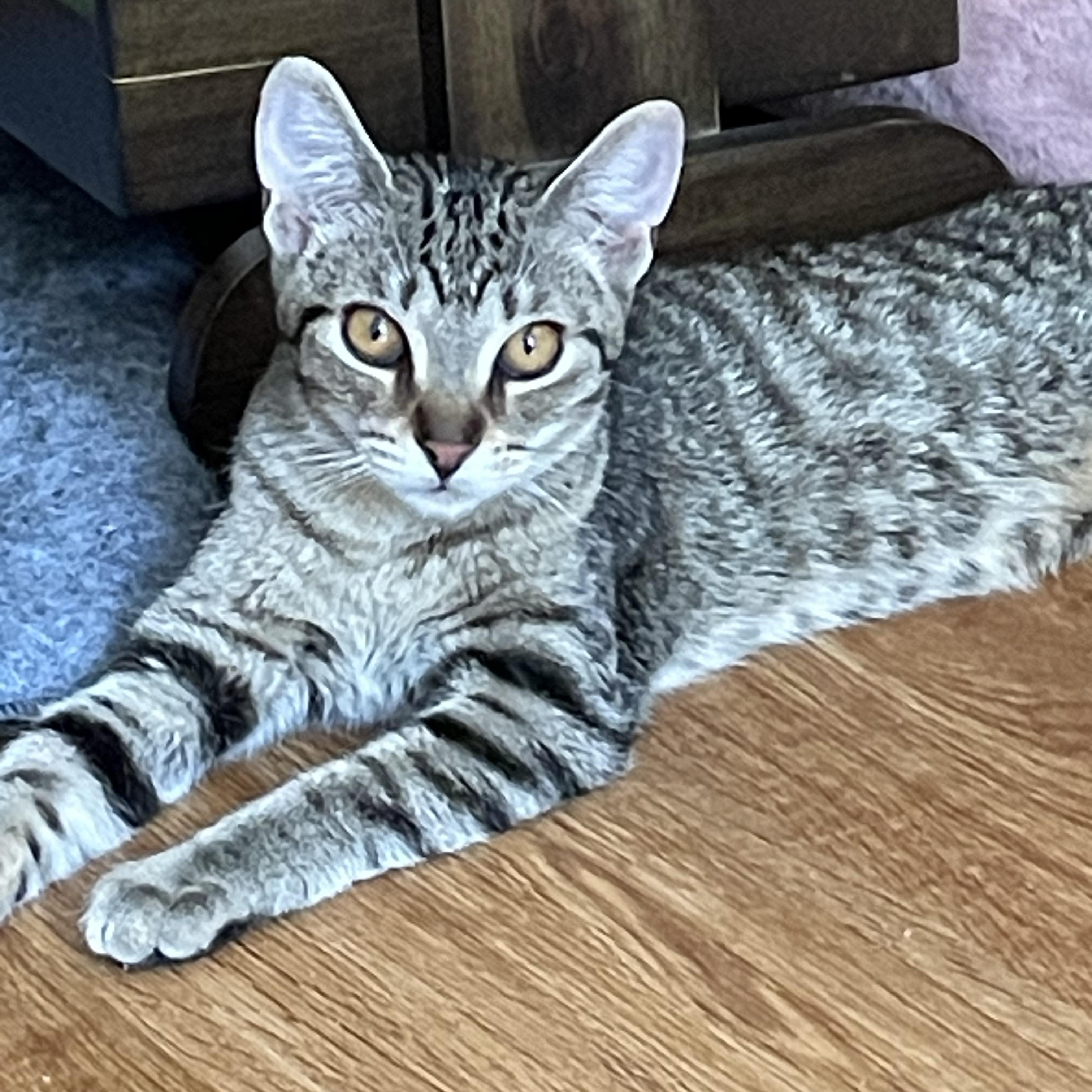 Peach, Adoptable, Young Female Tabby.