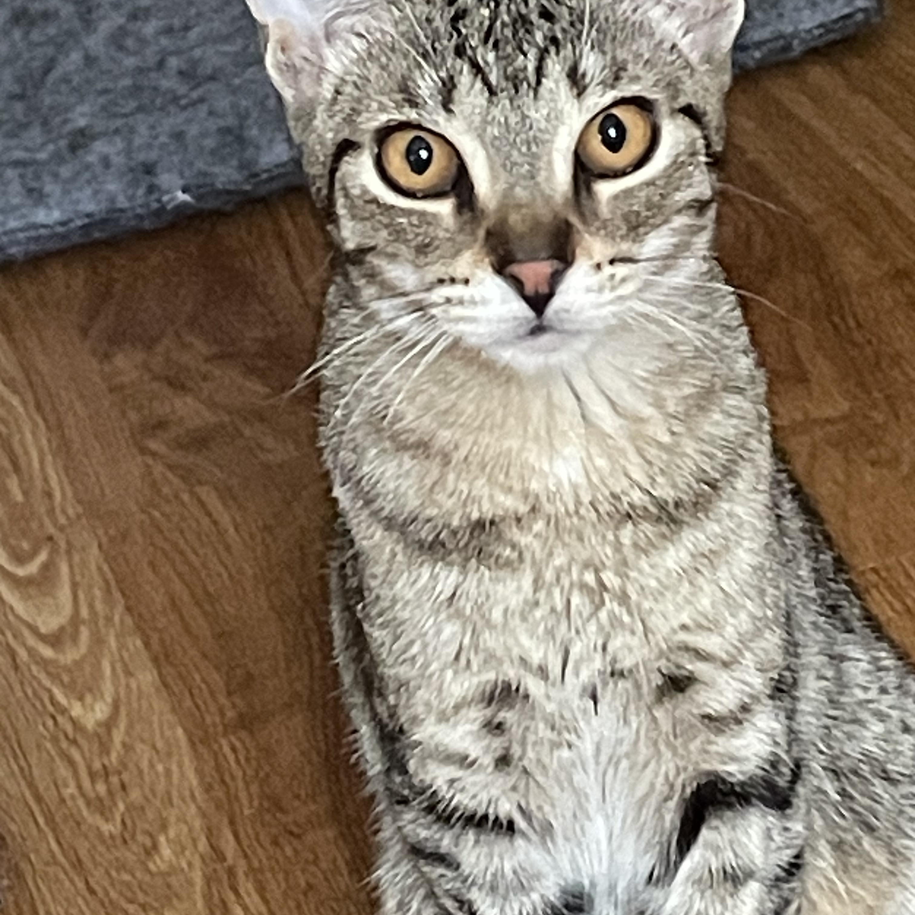 Enlarge Peach, a Adoptable Tabby in Crystal Lake, IL image 3/4