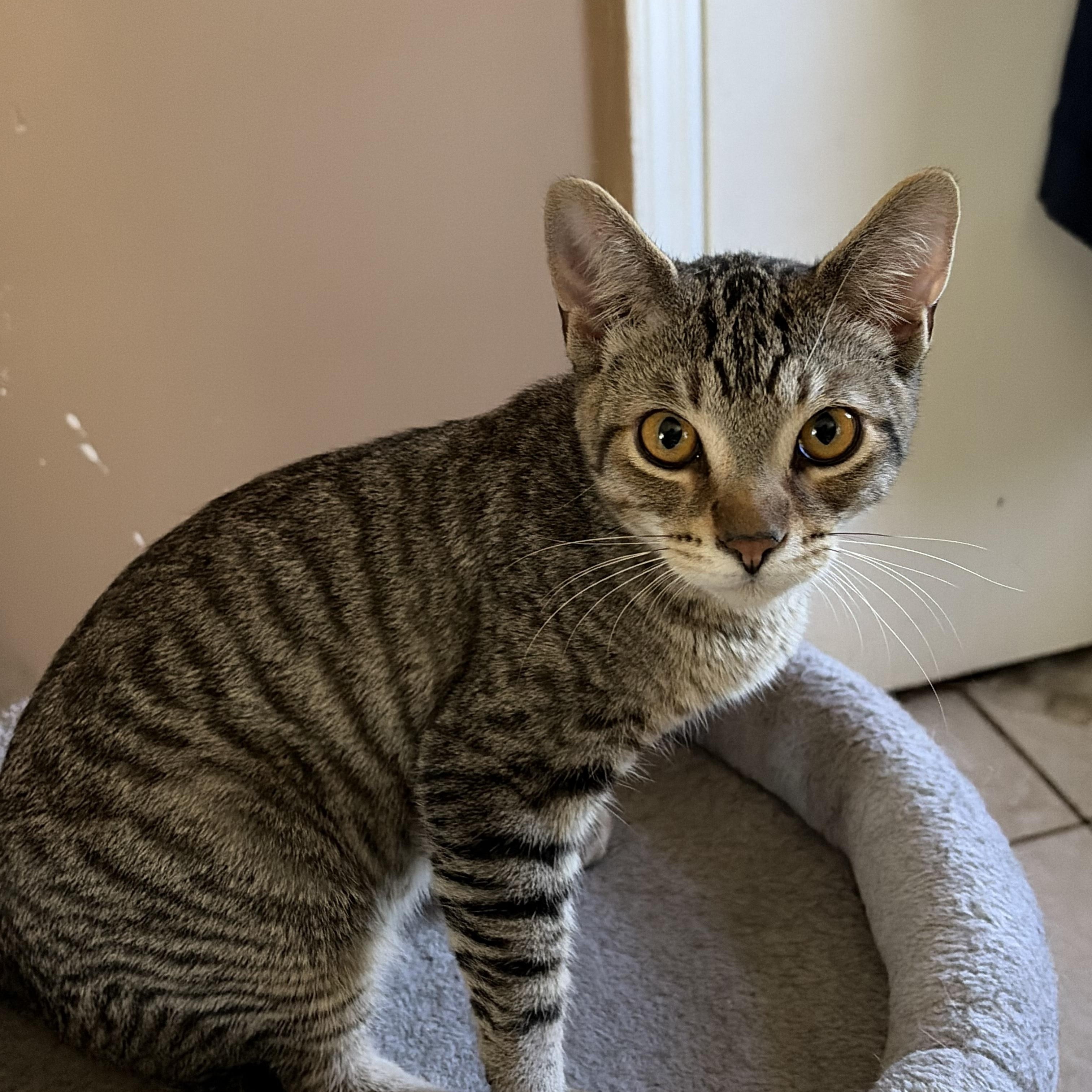 Enlarge Peach, a Adoptable Tabby in Crystal Lake, IL image 2/4