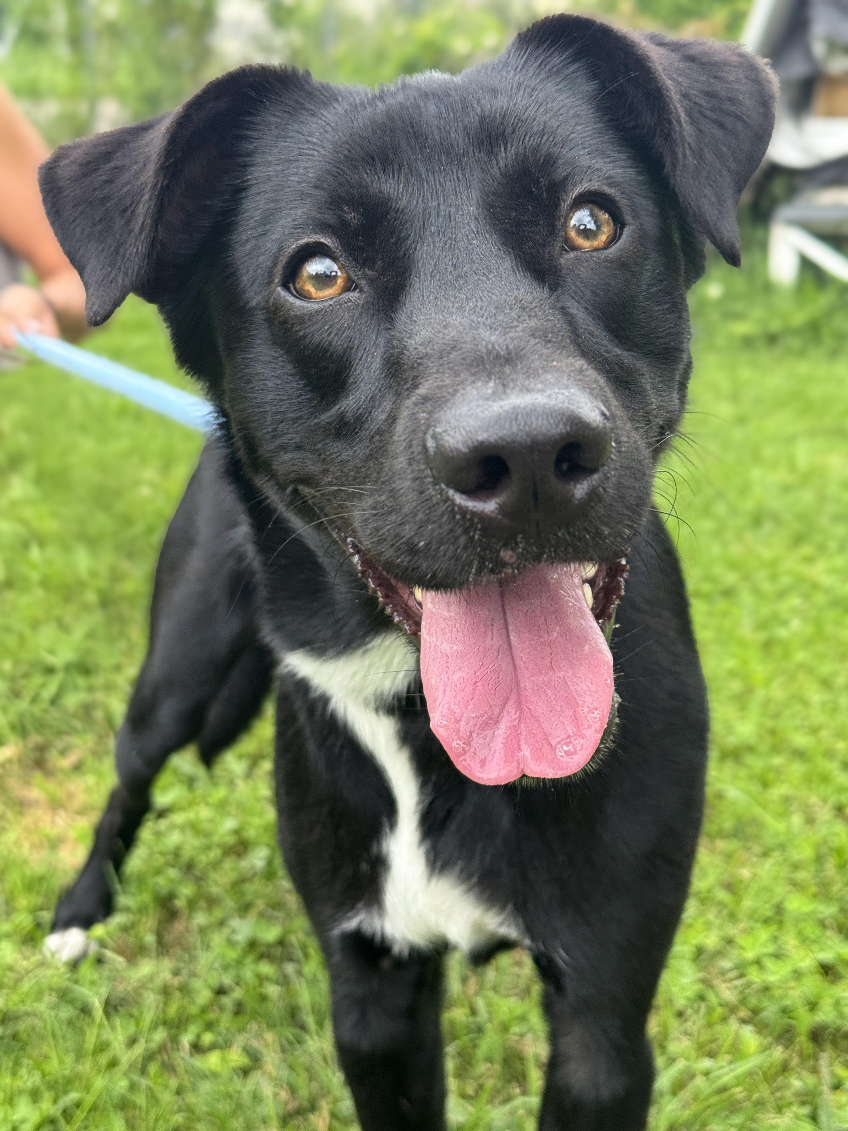 Mason, adopted, Puppy Male Black Labrador Retriever.