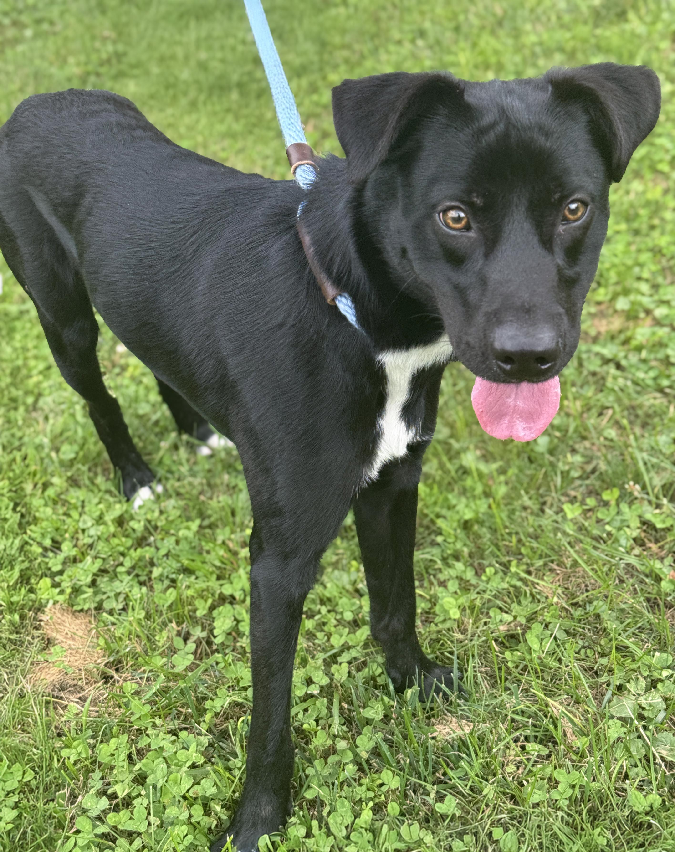 Mason, an adopted mixed breed in Anderson, IN image 3/3