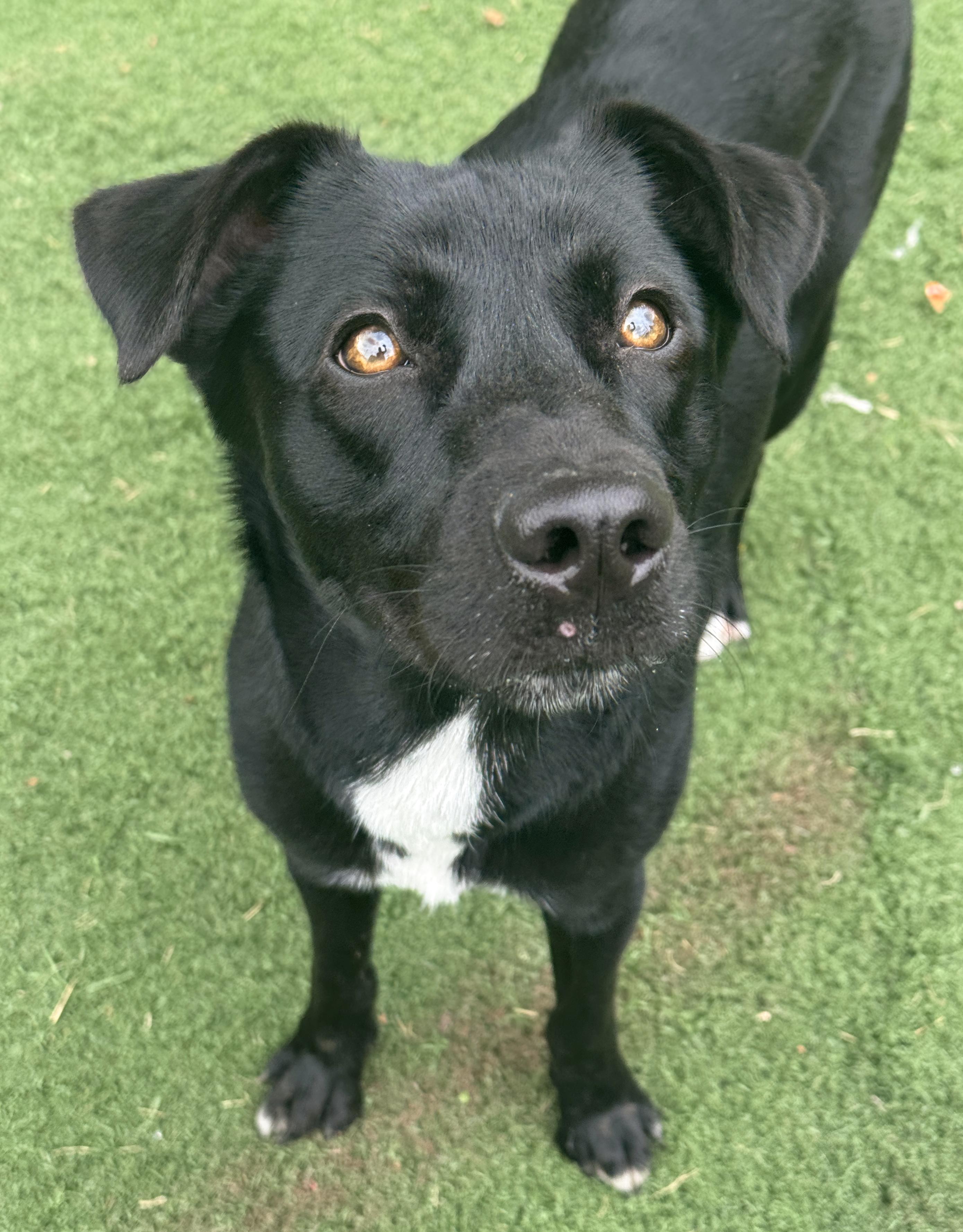 Mason, an adopted mixed breed in Anderson, IN image 2/3