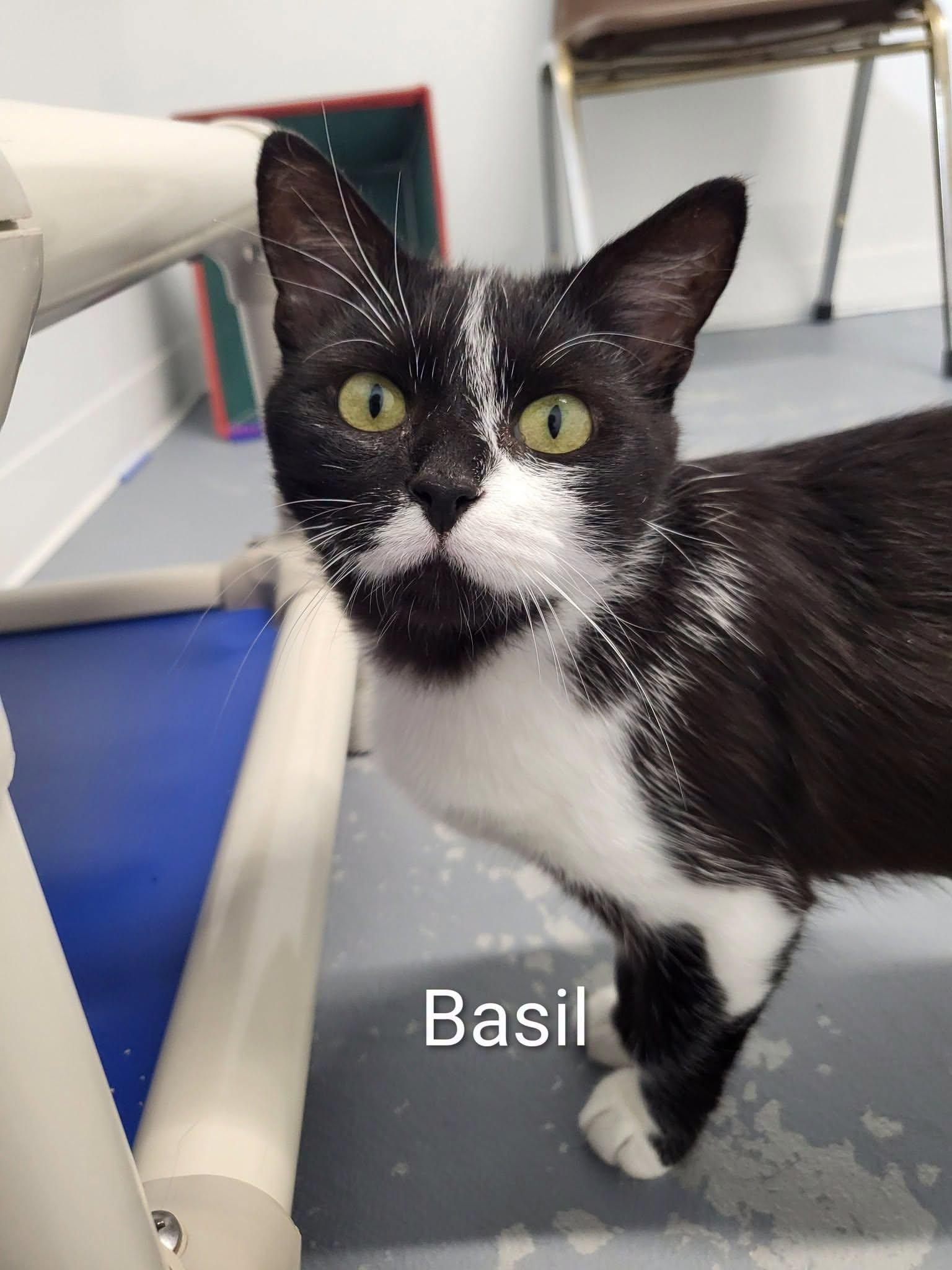 Basil, ADOPTABLE, Adult Female Domestic Short Hair.