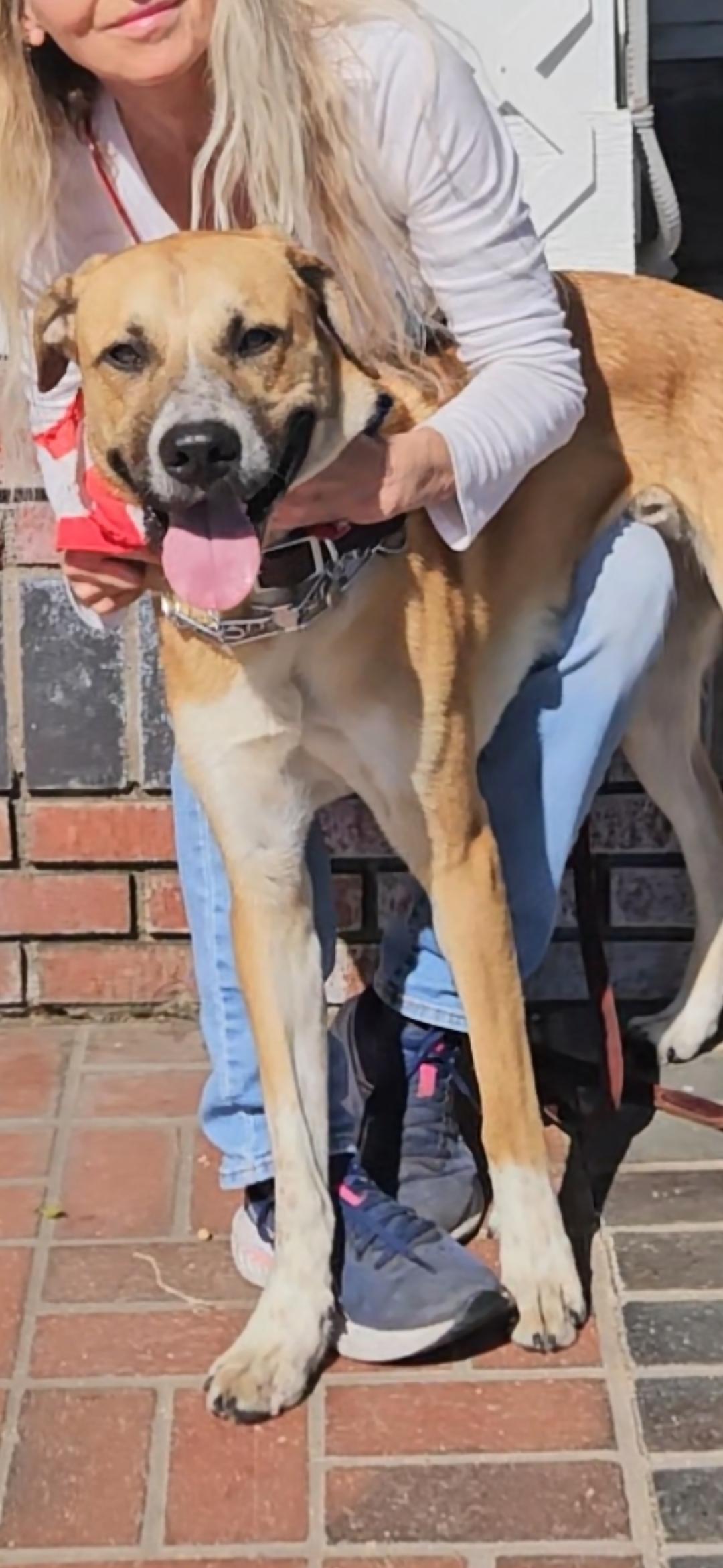 Harley Scooby loves water, a Adoptable mixed breed in Venice, CA image 1/4