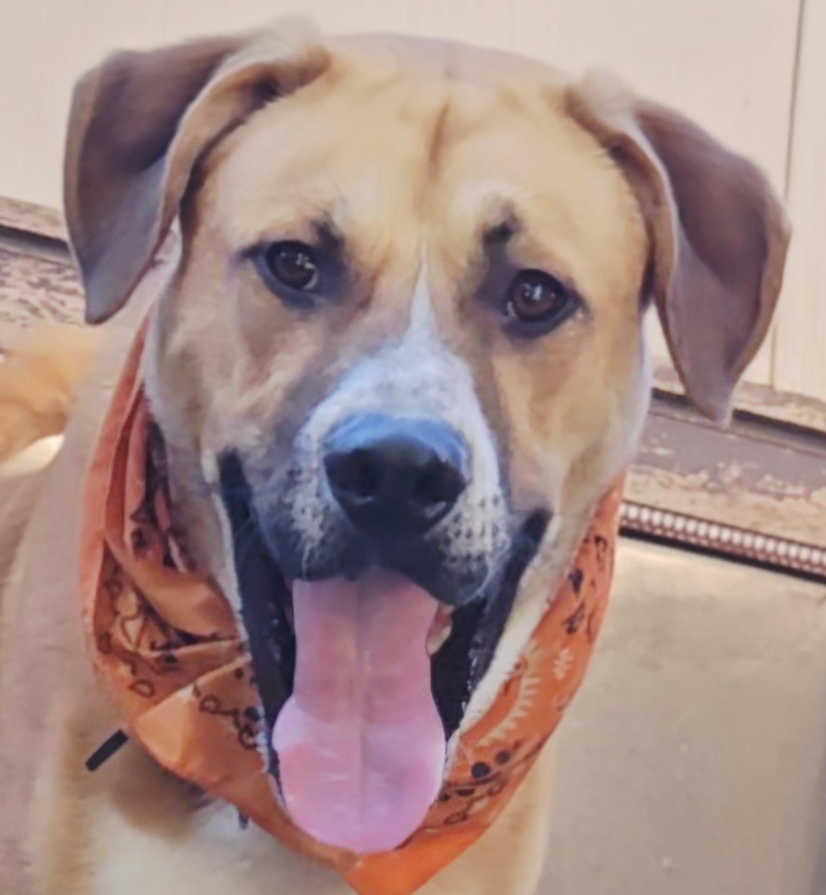 Harley Scooby loves Toys, Adoptable, Young Male German Shepherd Dog & Golden Retriever.