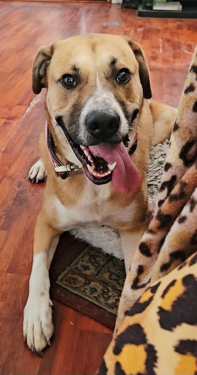 Enlarge Harley Scooby loves Toys, a Adoptable mixed breed in Venice, CA image 1/5