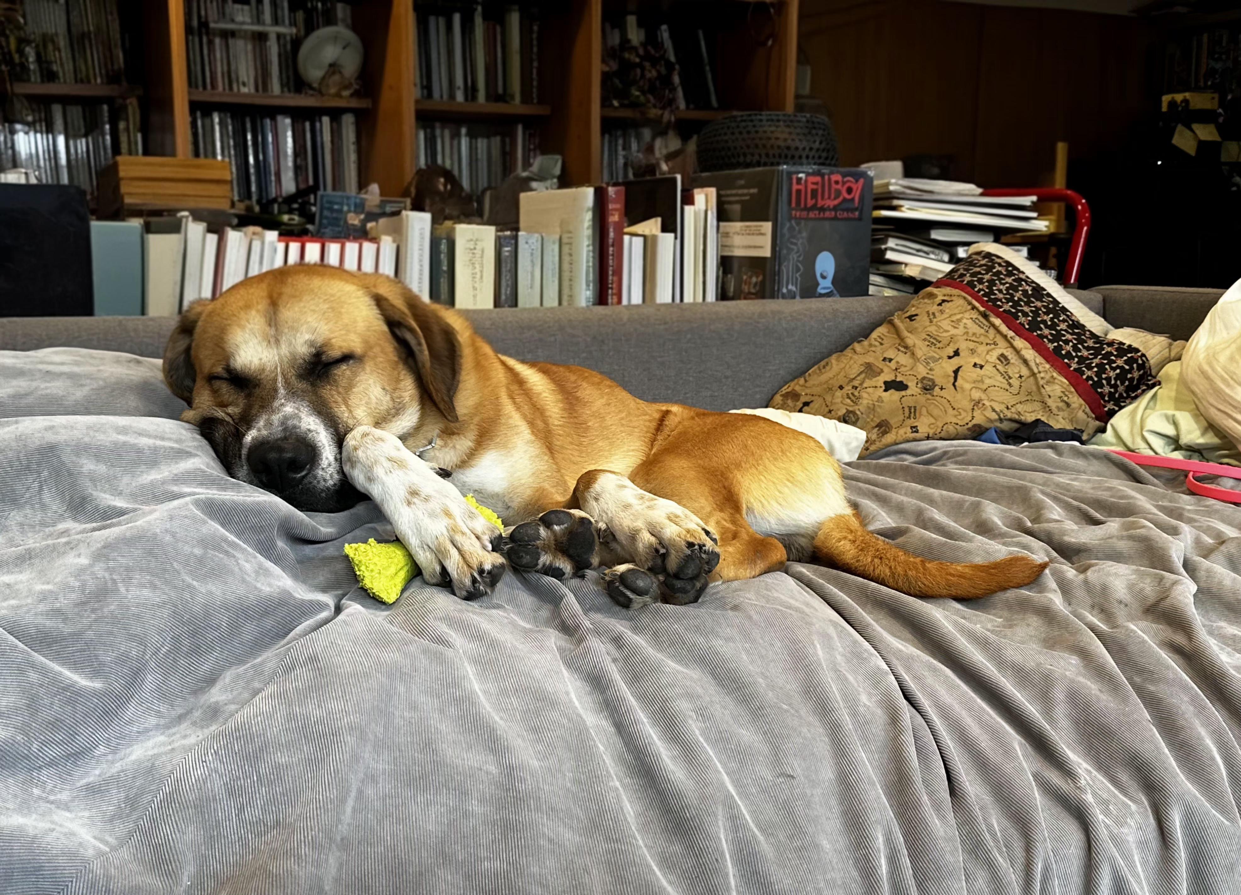 Harley Scooby loves water, a Adoptable mixed breed in Venice, CA image 4/4