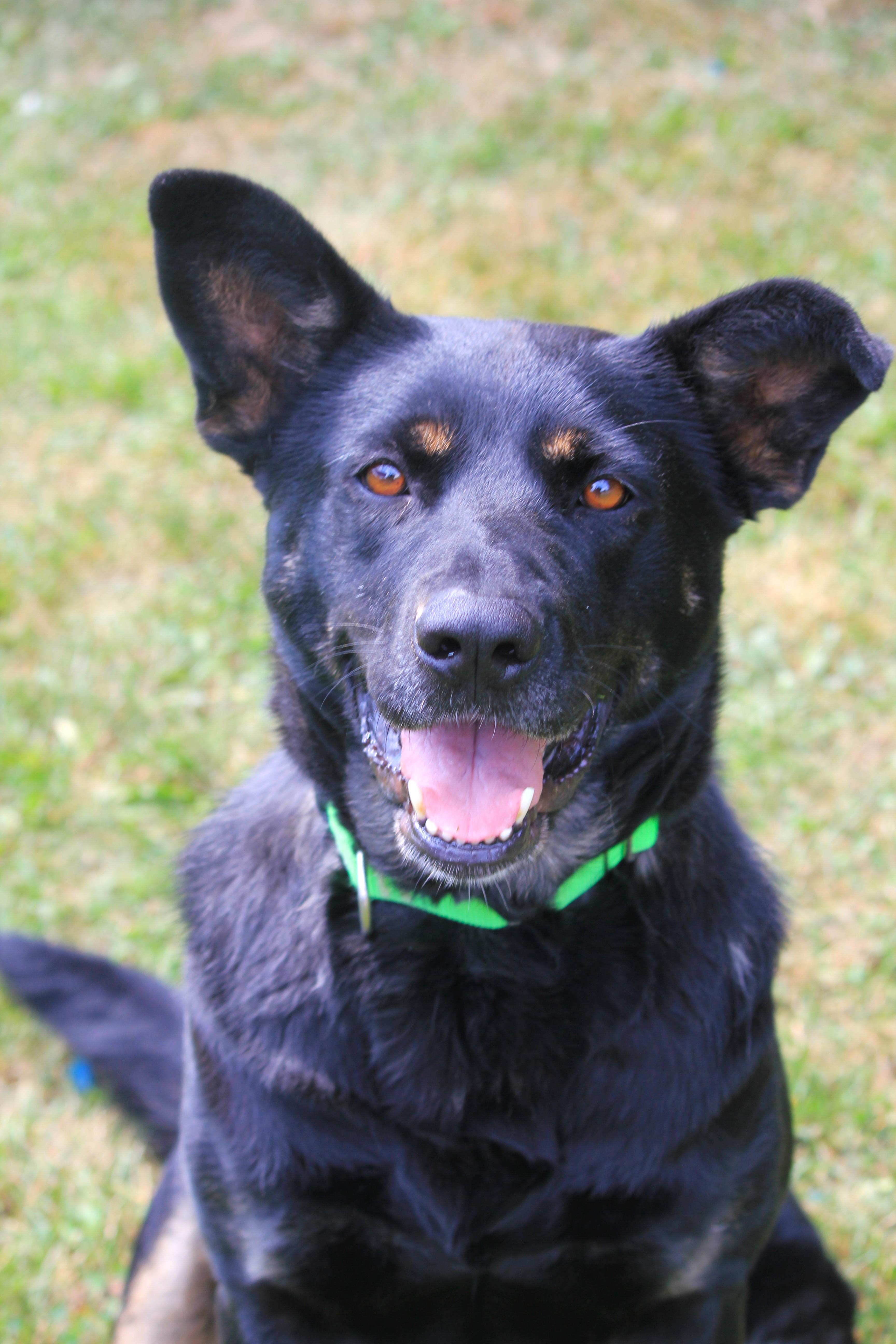 Nessa, Adoptable, Senior Female Shepherd.