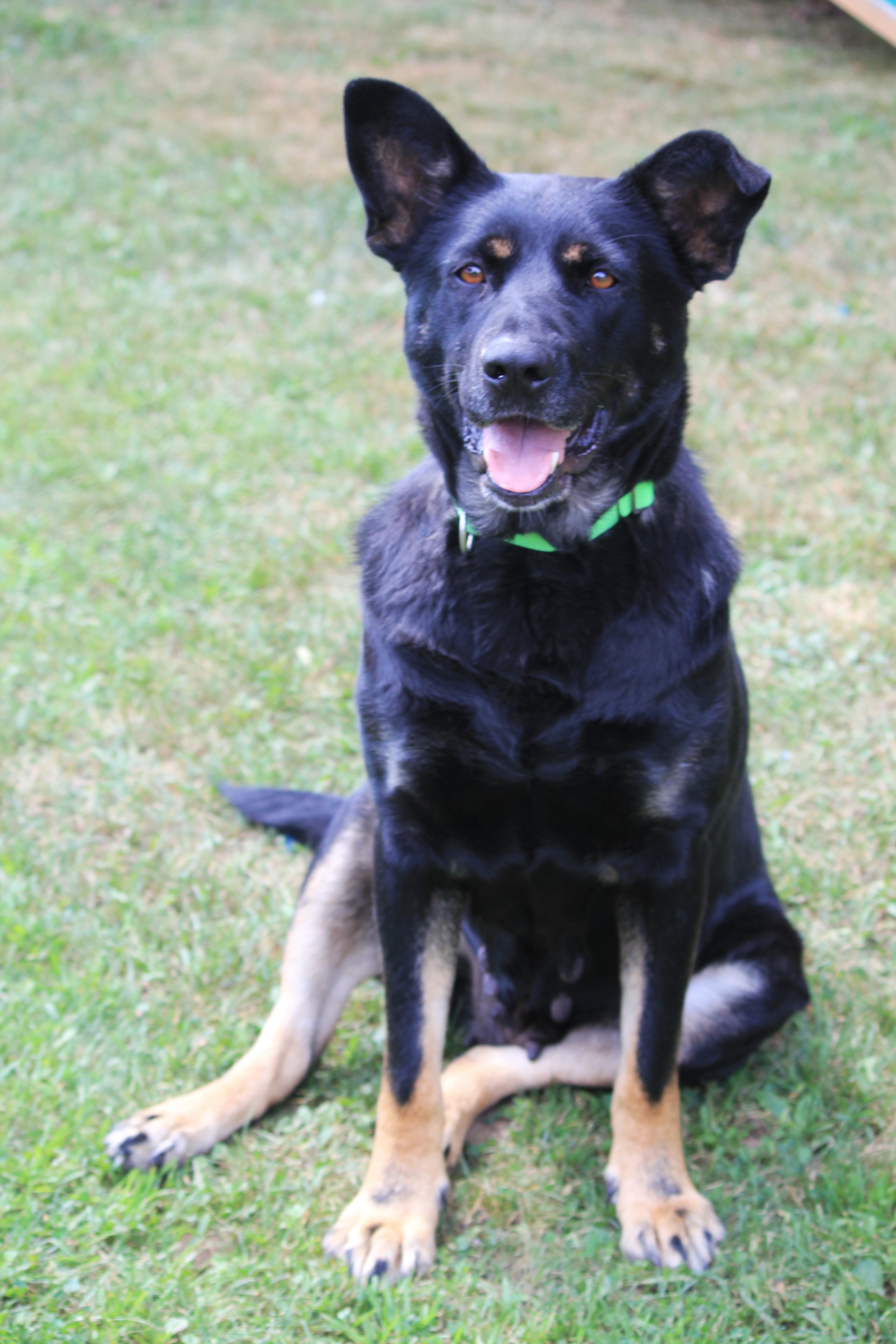 Enlarge Nessa, a Adoptable mixed breed in Hayward, WI image 2/6