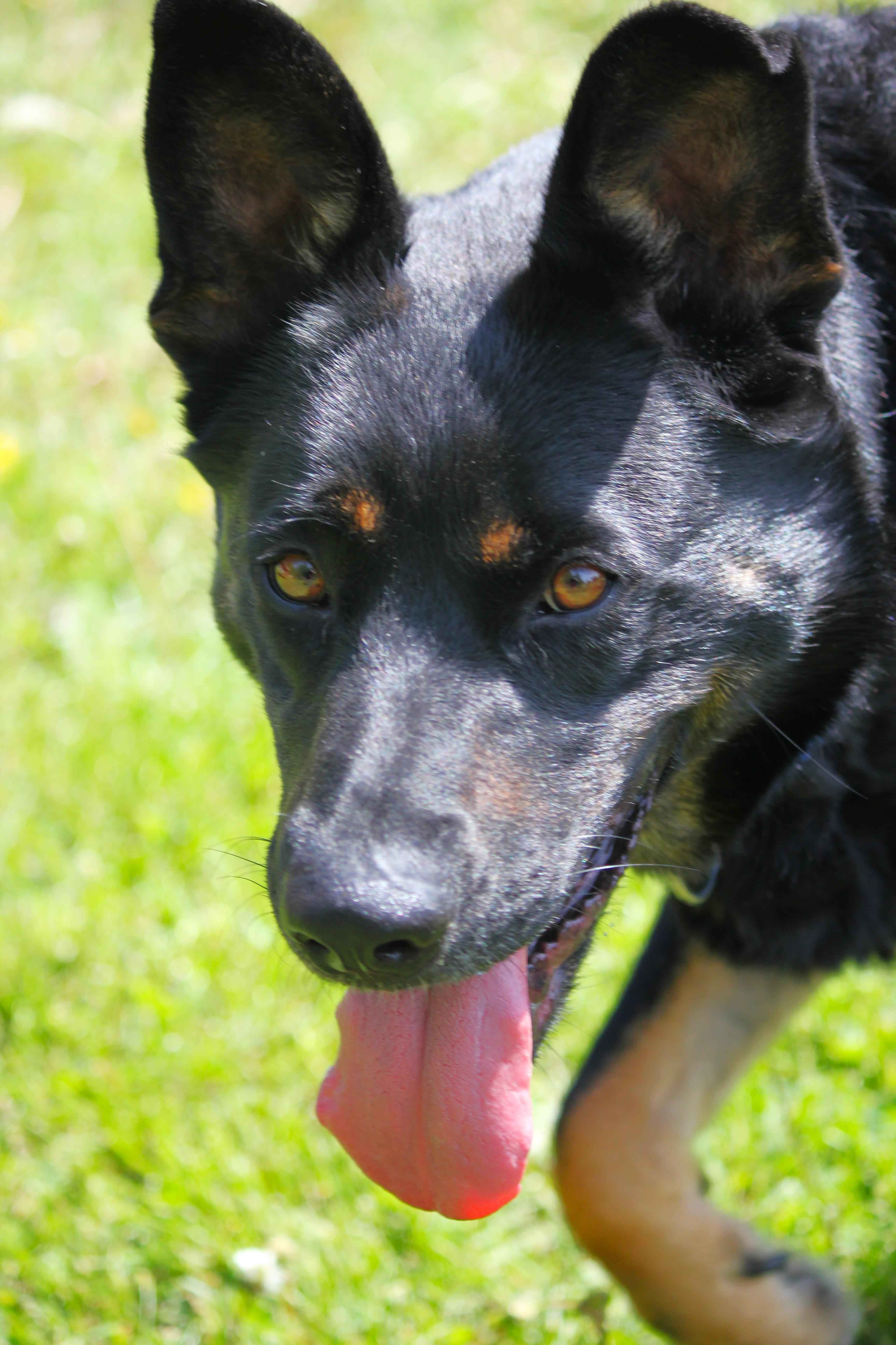 Enlarge Nessa, a Adoptable mixed breed in Hayward, WI image 3/6
