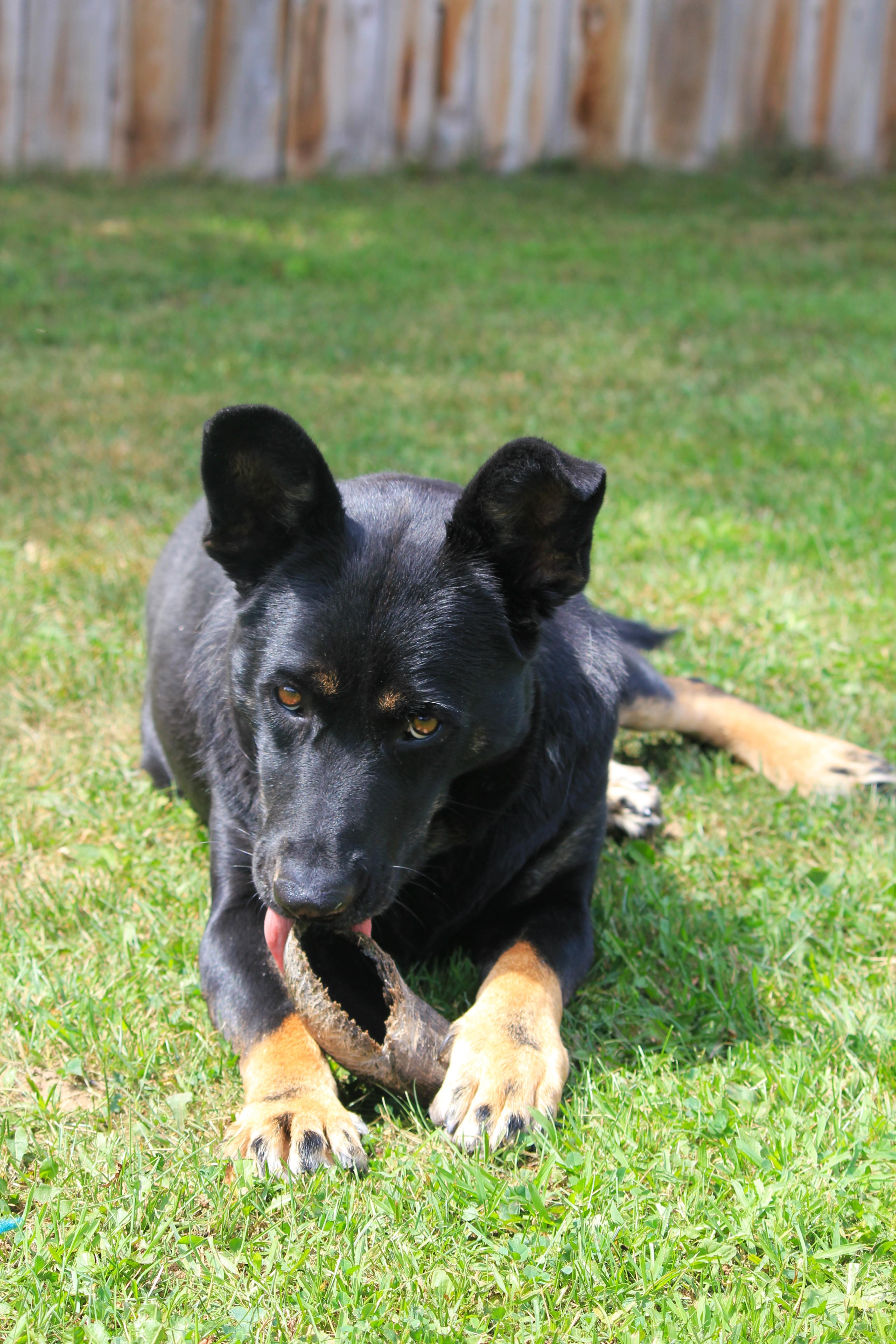 Enlarge Nessa, a Adoptable mixed breed in Hayward, WI image 6/6