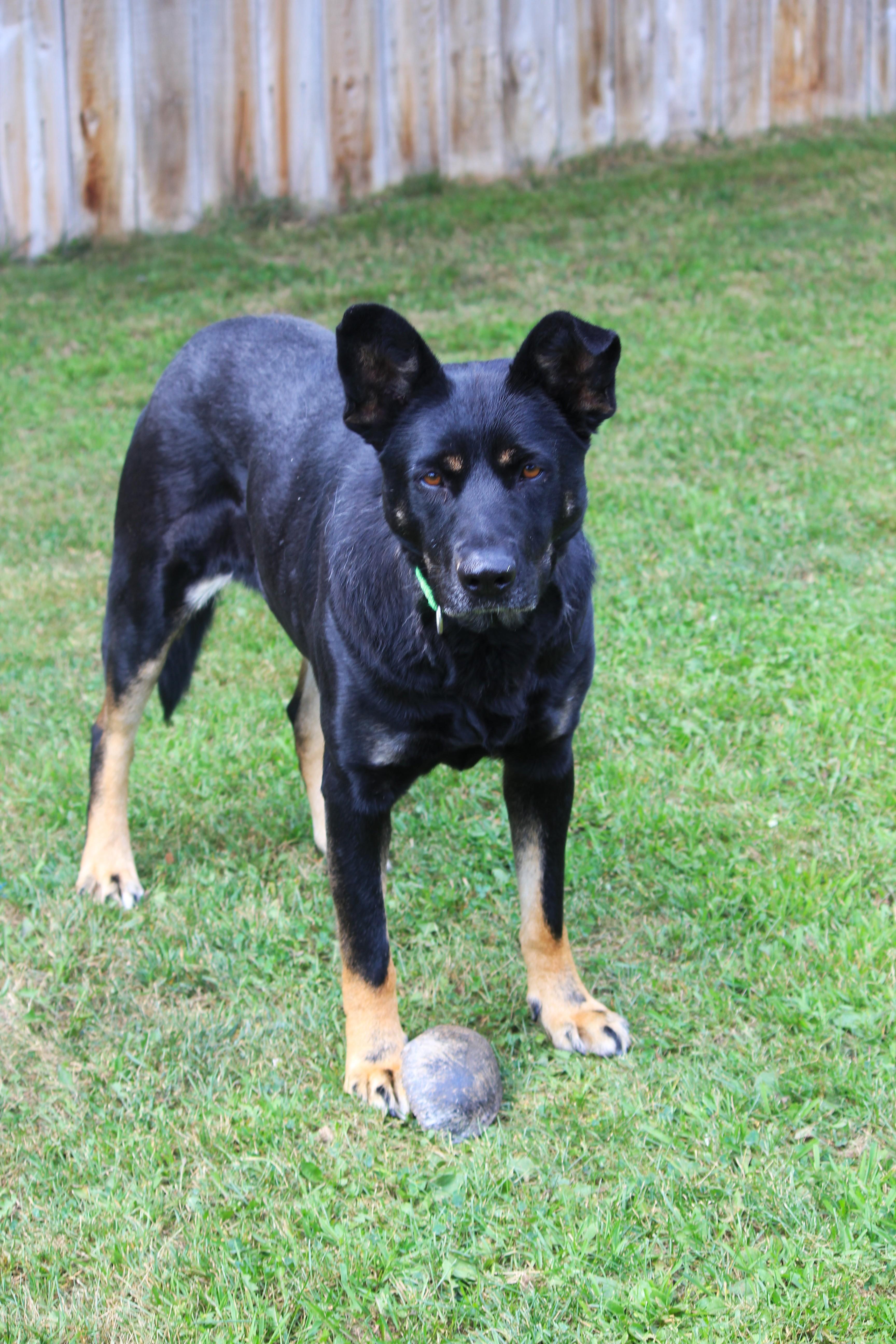 Enlarge Nessa, a Adoptable mixed breed in Hayward, WI image 5/6