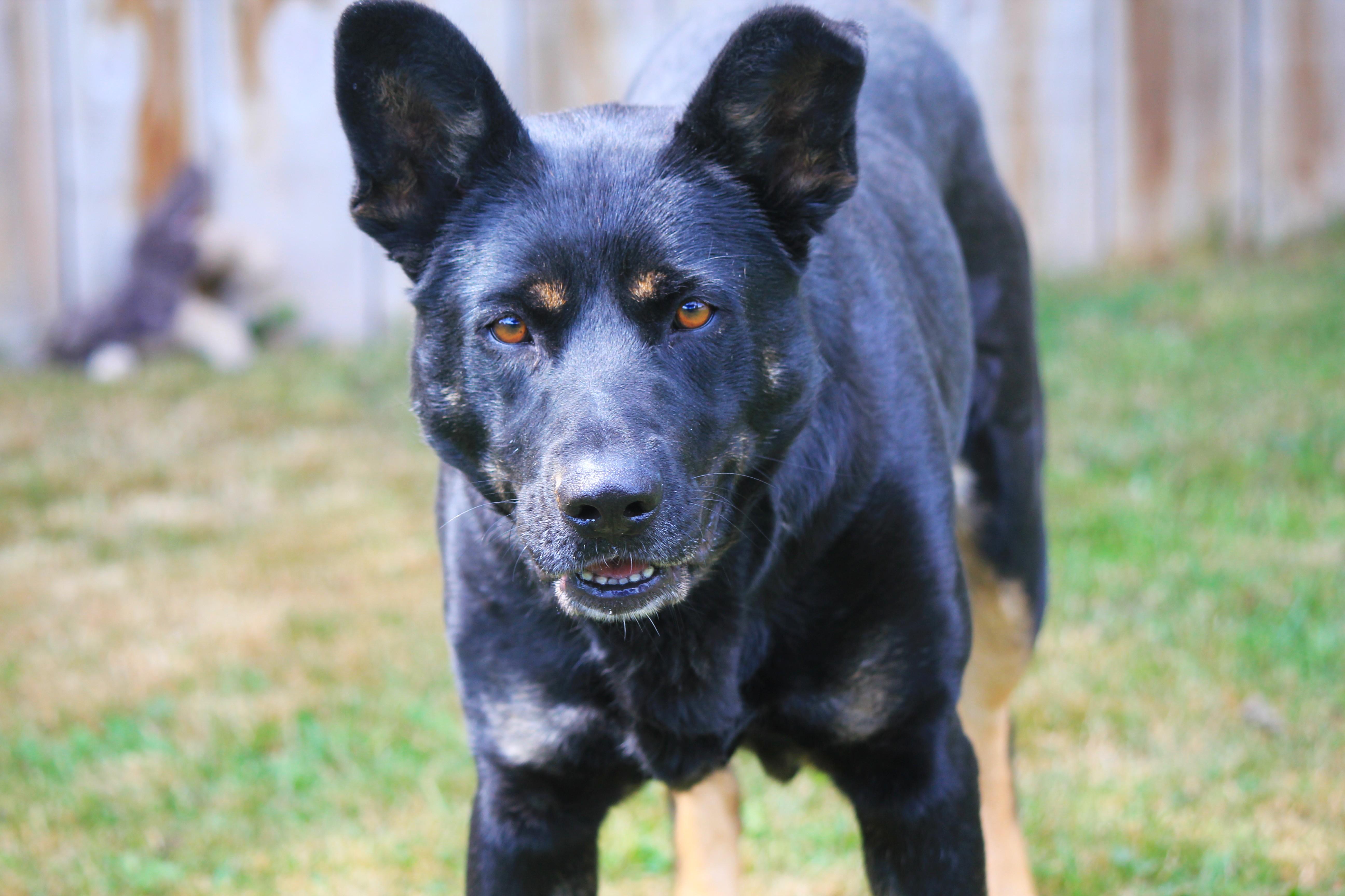 Enlarge Nessa, a Adoptable mixed breed in Hayward, WI image 4/6