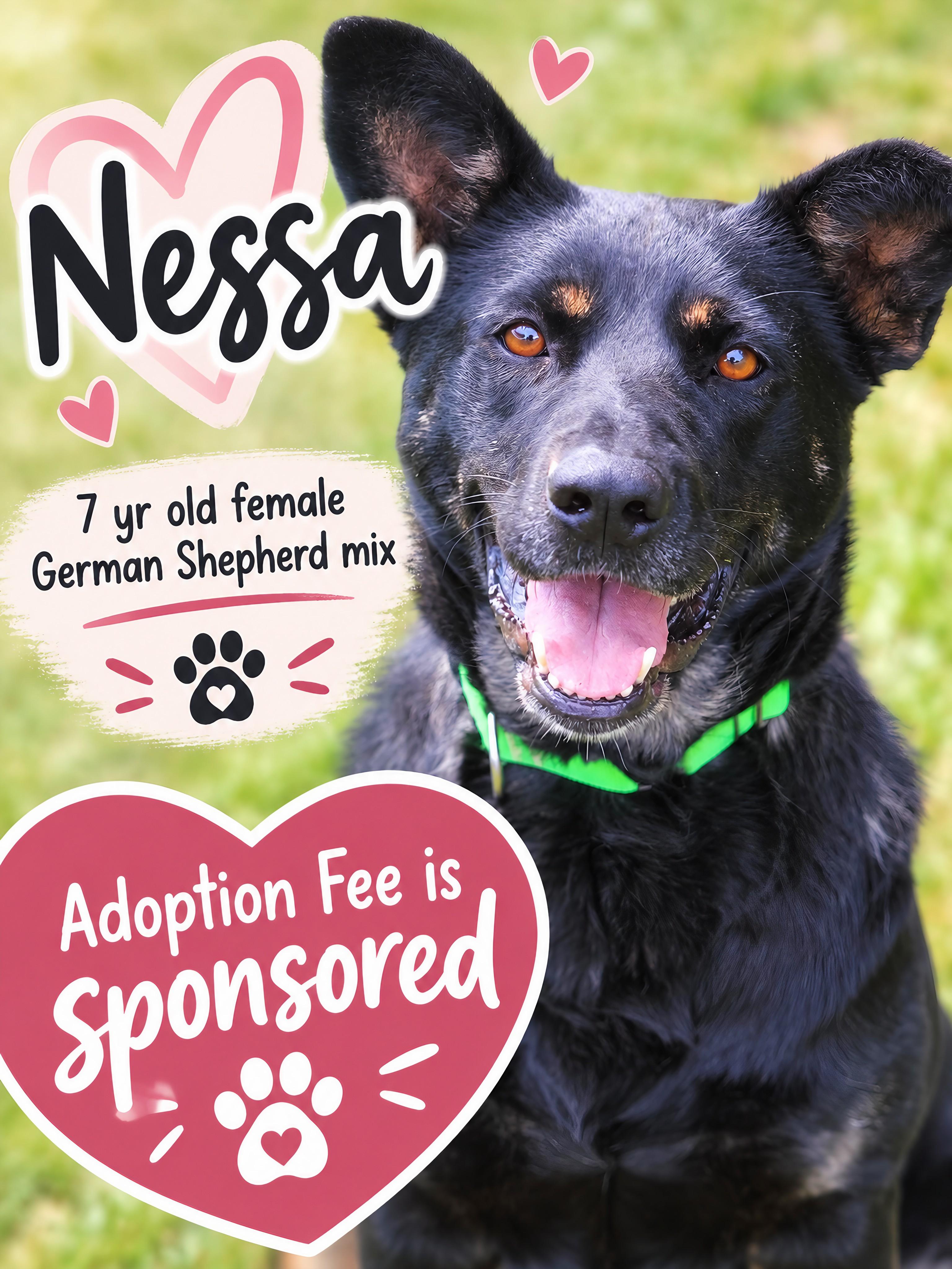 Nessa, Adopted, Senior Female Shepherd.