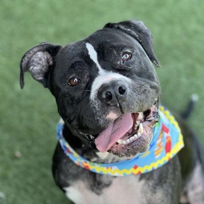 Bernard, an adoptable mixed breed in Sacramento, CA image 1/3