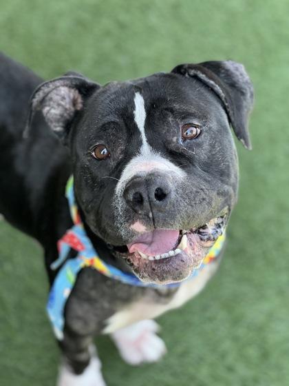 Bernard, an adoptable mixed breed in Sacramento, CA image 2/3