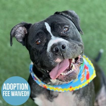 Bernard, an adoptable mixed breed in Sacramento, CA image 3/3