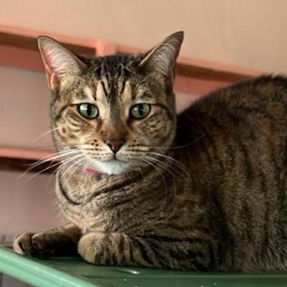 Kiki, ADOPTABLE, Adult Female Domestic Short Hair.