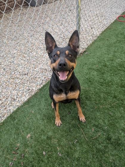 Enlarge Delilah, a Adoptable mixed breed in Louisburg, NC image 1/1