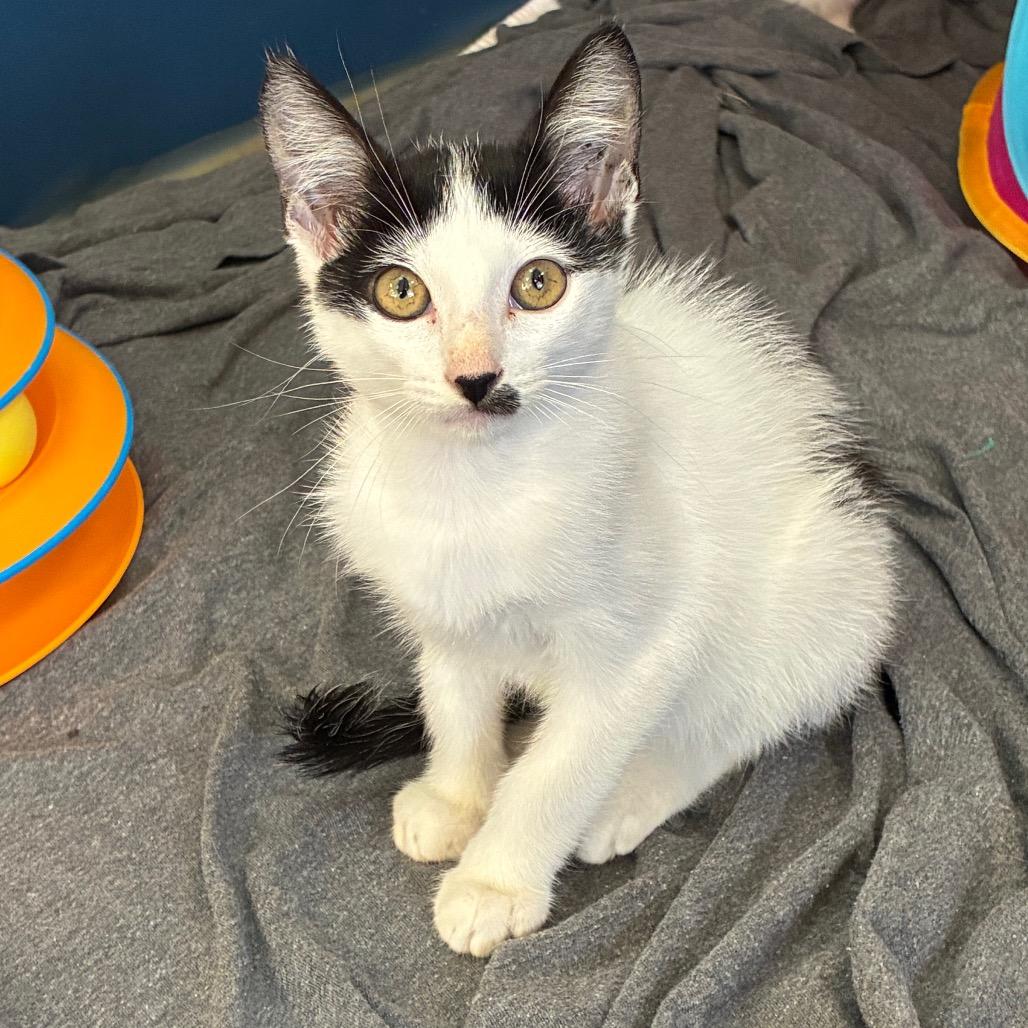 Tetra, Adoptable, Kitten Male Domestic Short Hair.