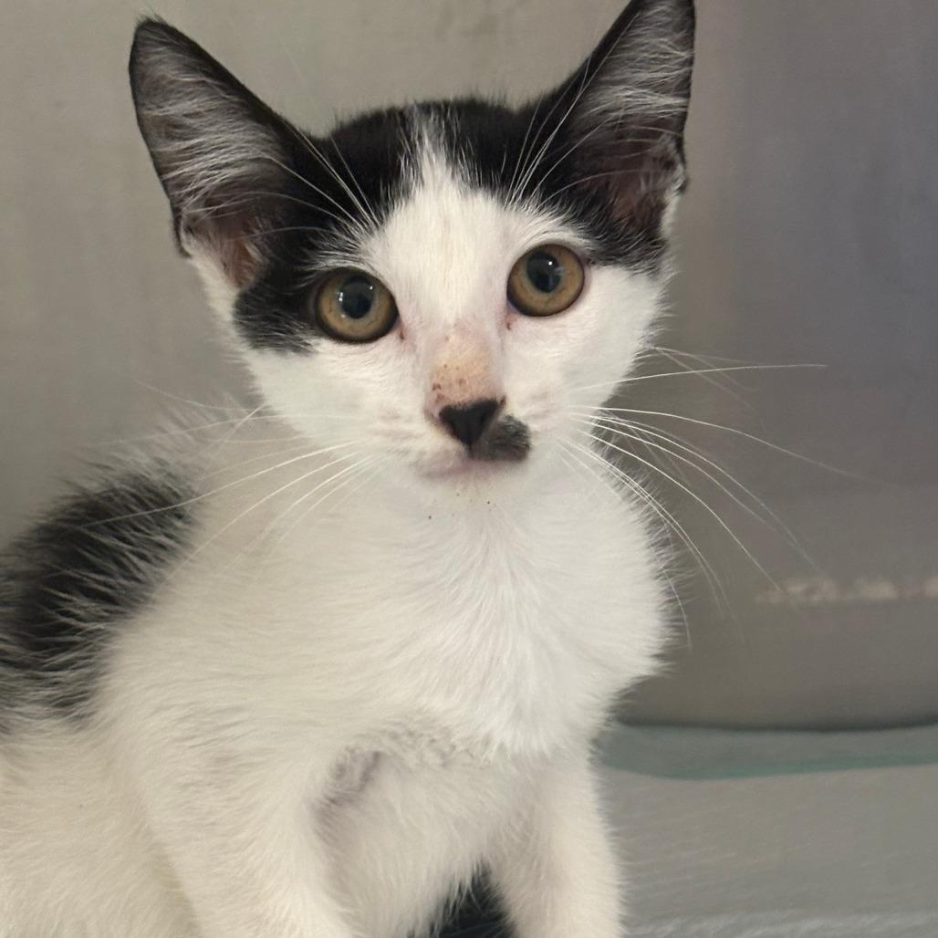 Enlarge Tetra, a Adoptable Domestic Short Hair in Tulsa, OK image 2/2