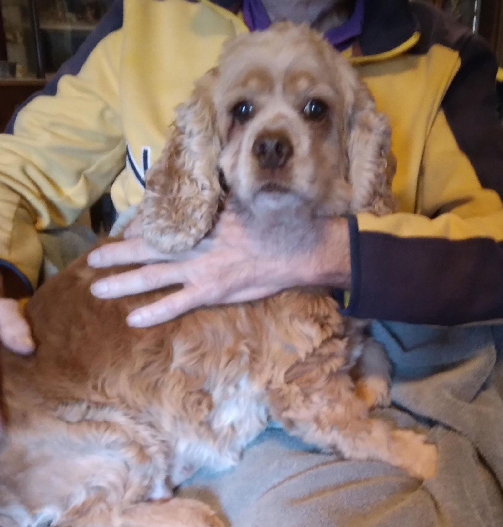 Daisy, Adoptable, Adult Female Cocker Spaniel.