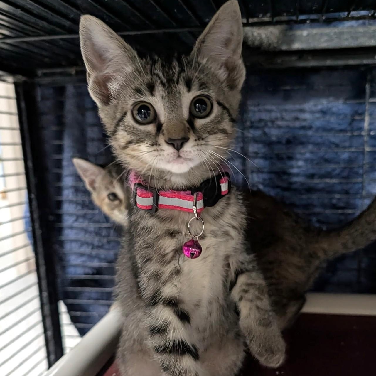 Thumbelina, adopted, Kitten Female Tabby.
