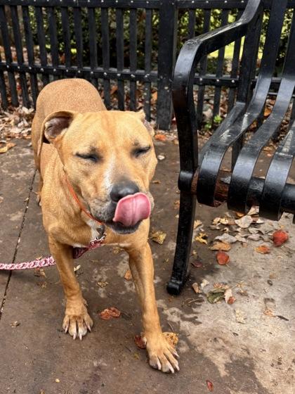 Demi, Adoptable, Adult Female Black Mouth Cur & Mixed Breed.
