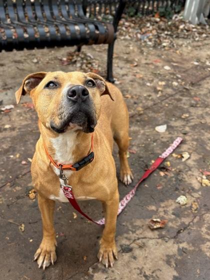 Enlarge Demi, a Adoptable mixed breed in Knoxville, TN image 2/3