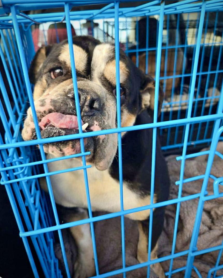 Snickers thumbnail 2