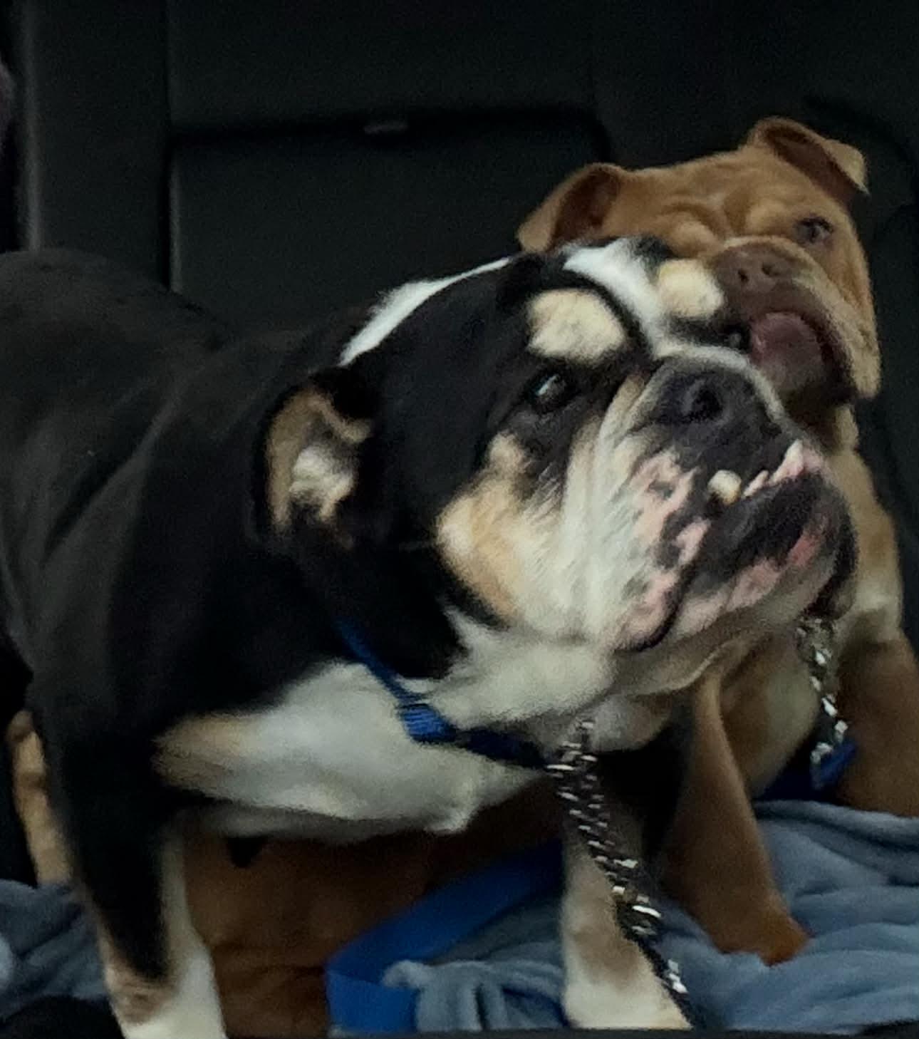 Snickers thumbnail 3