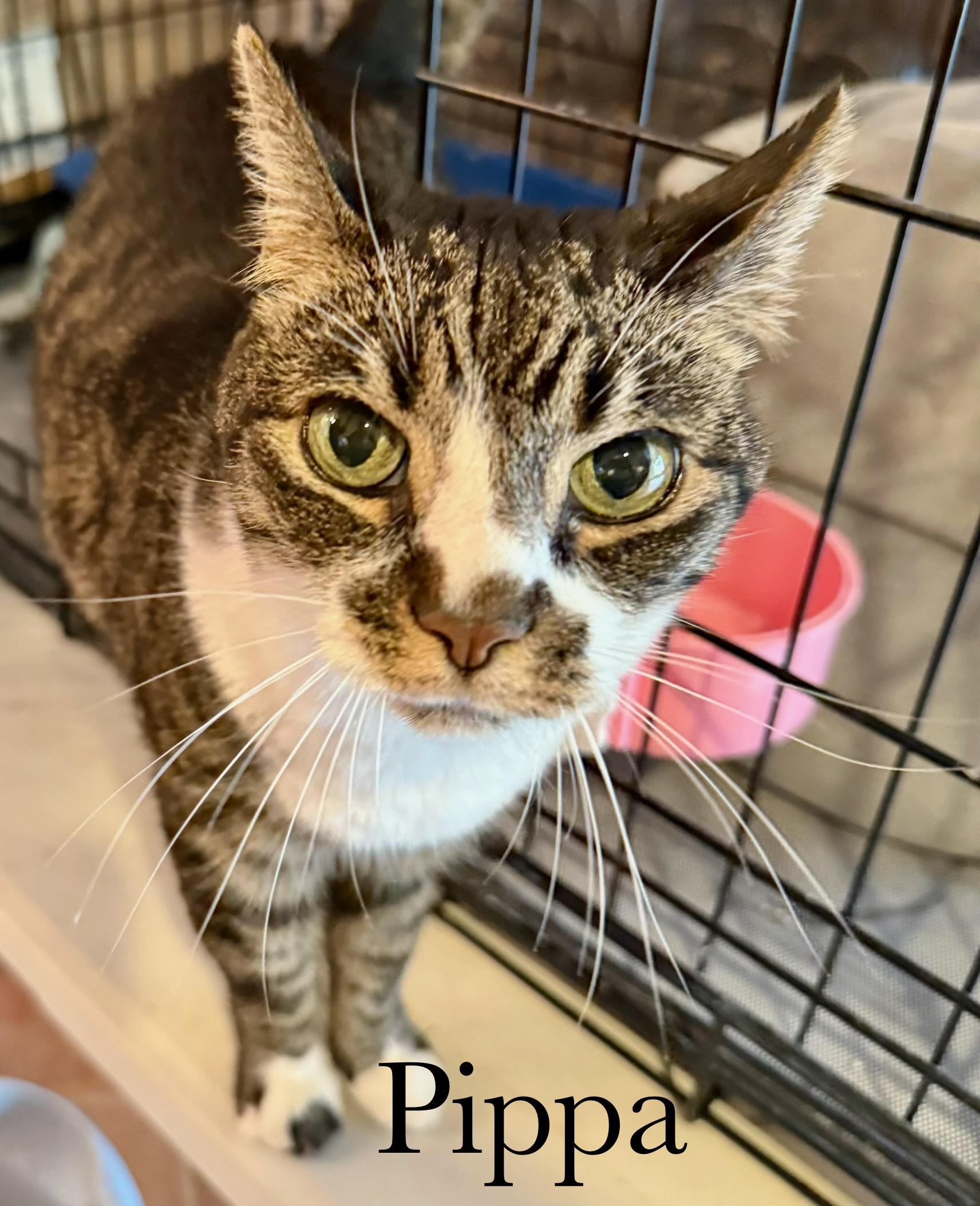 Enlarge Pippa, a Adoptable Domestic Short Hair in Cincinnati , OH image 4/4