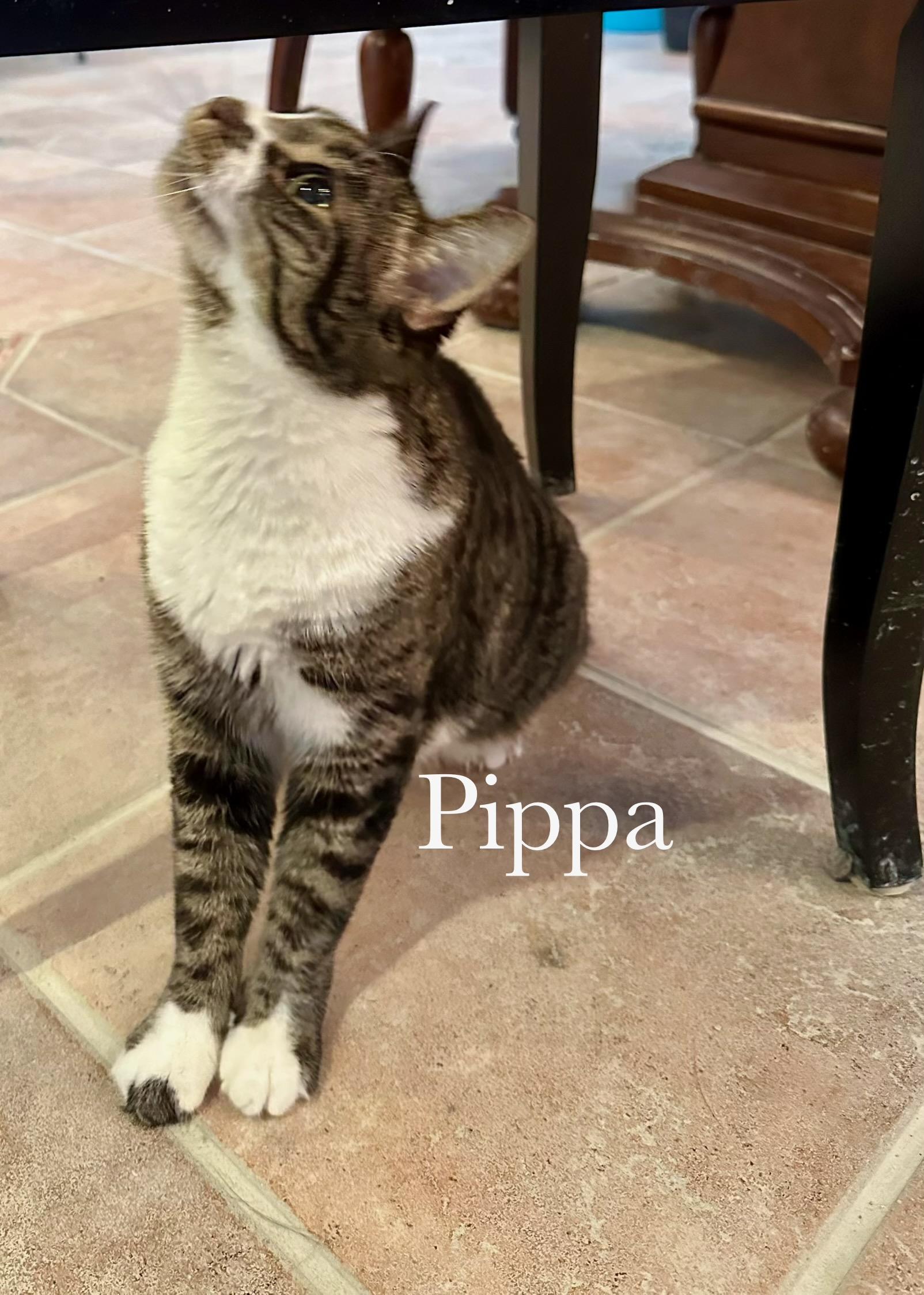 Enlarge Pippa, a Adoptable Domestic Short Hair in Cincinnati , OH image 3/4